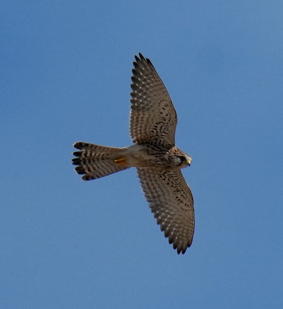 Eurasian Kestrel - ML646438731