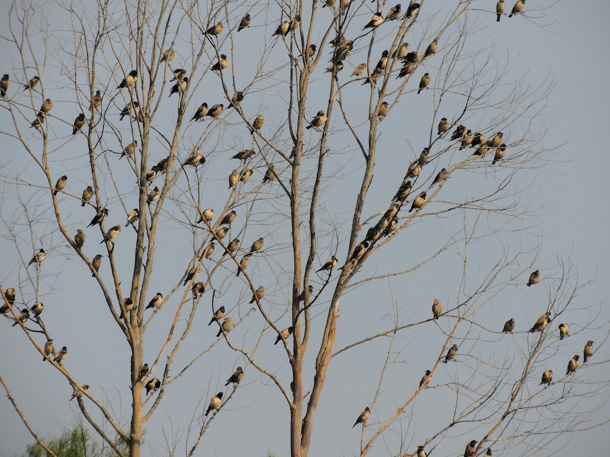 Rosy Starling - ML646438732