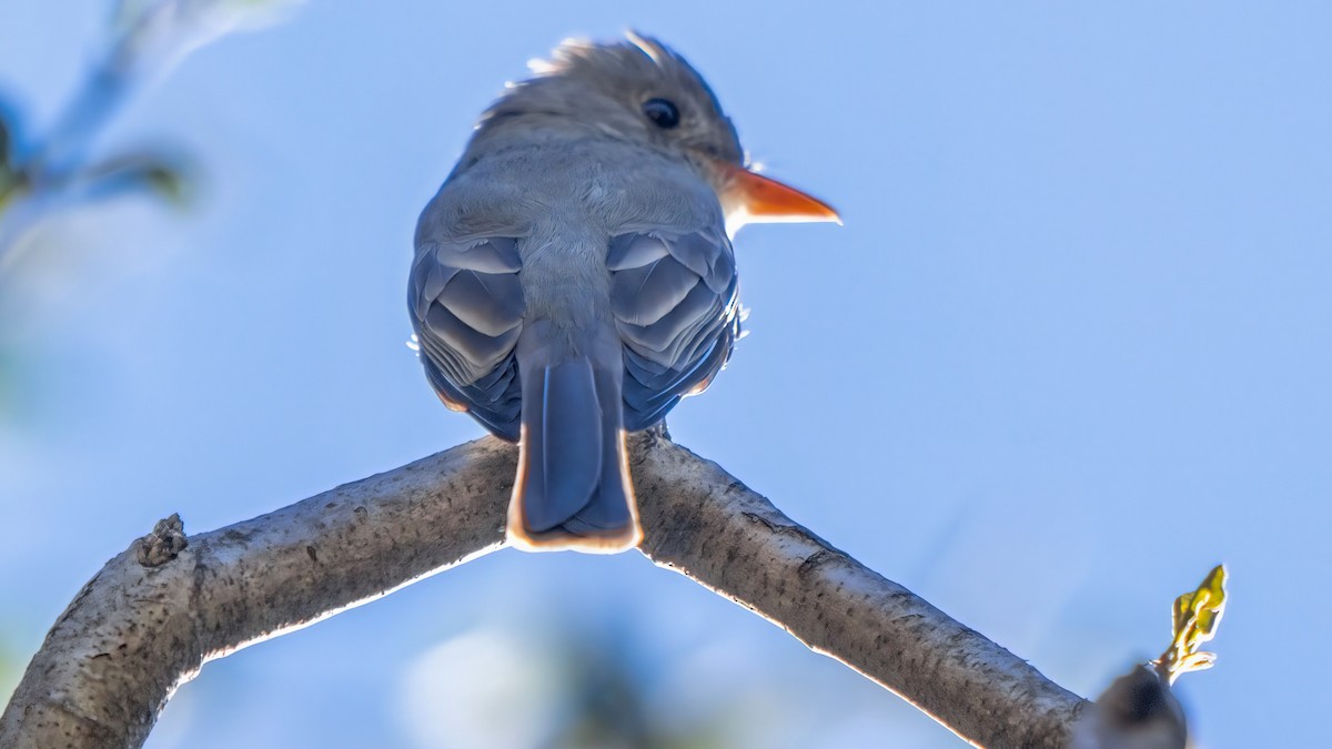Greater Pewee - ML646438733