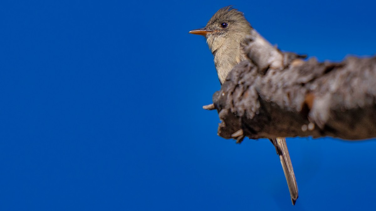 Greater Pewee - ML646438734