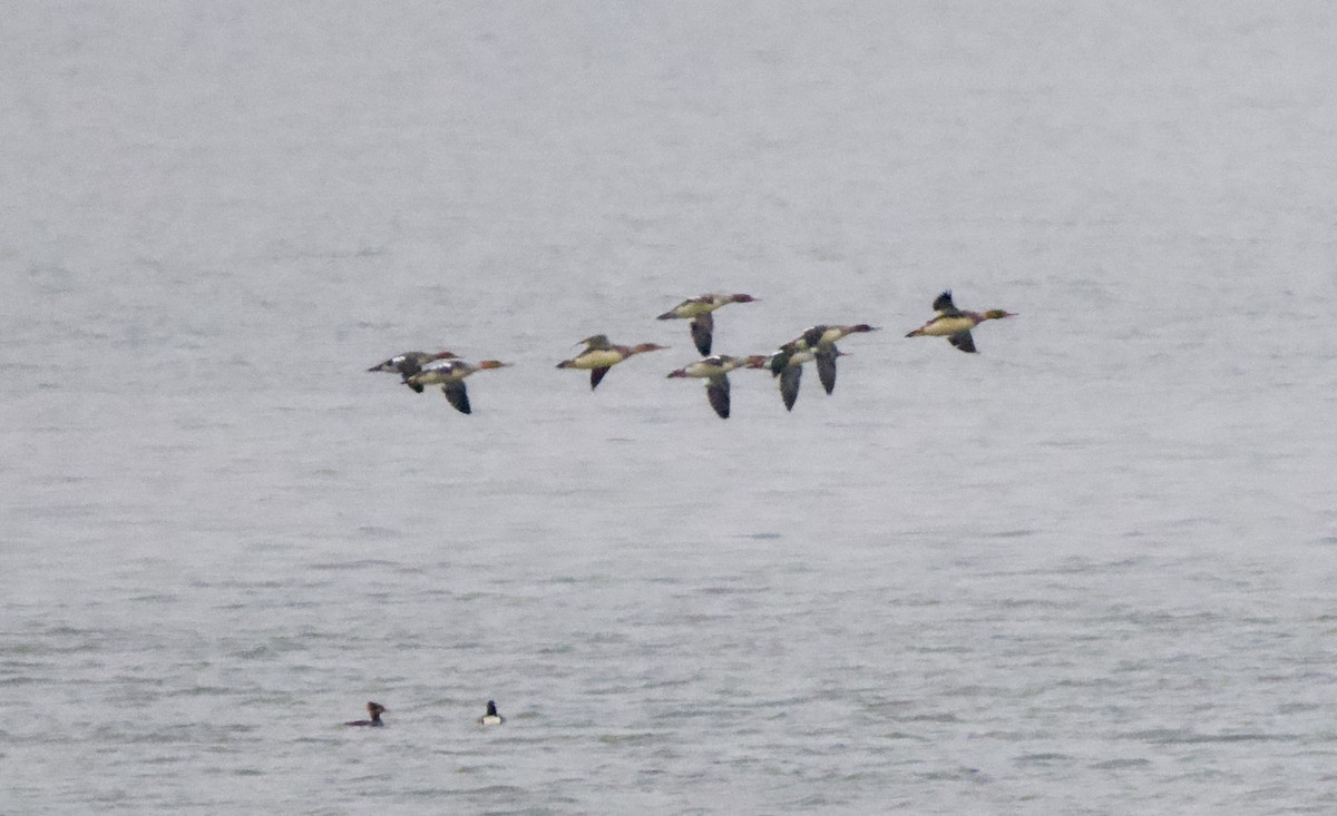 Red-breasted Merganser - ML646438735