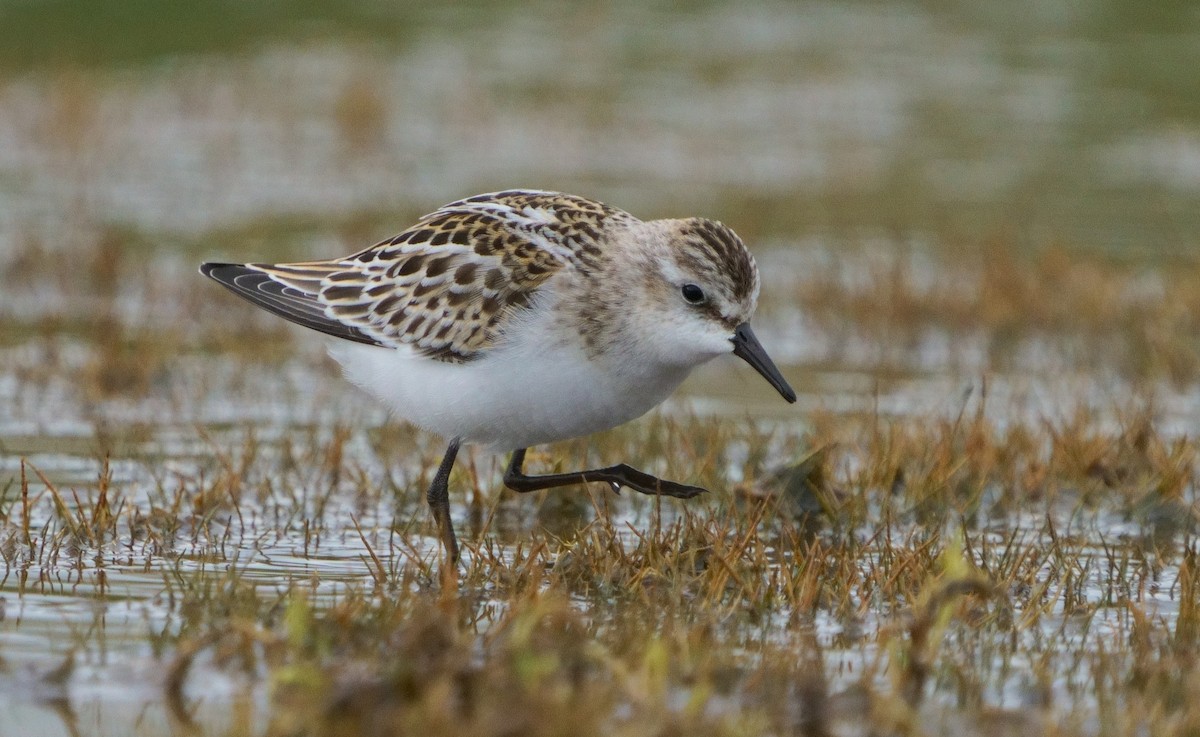 Little Stint - ML646438737