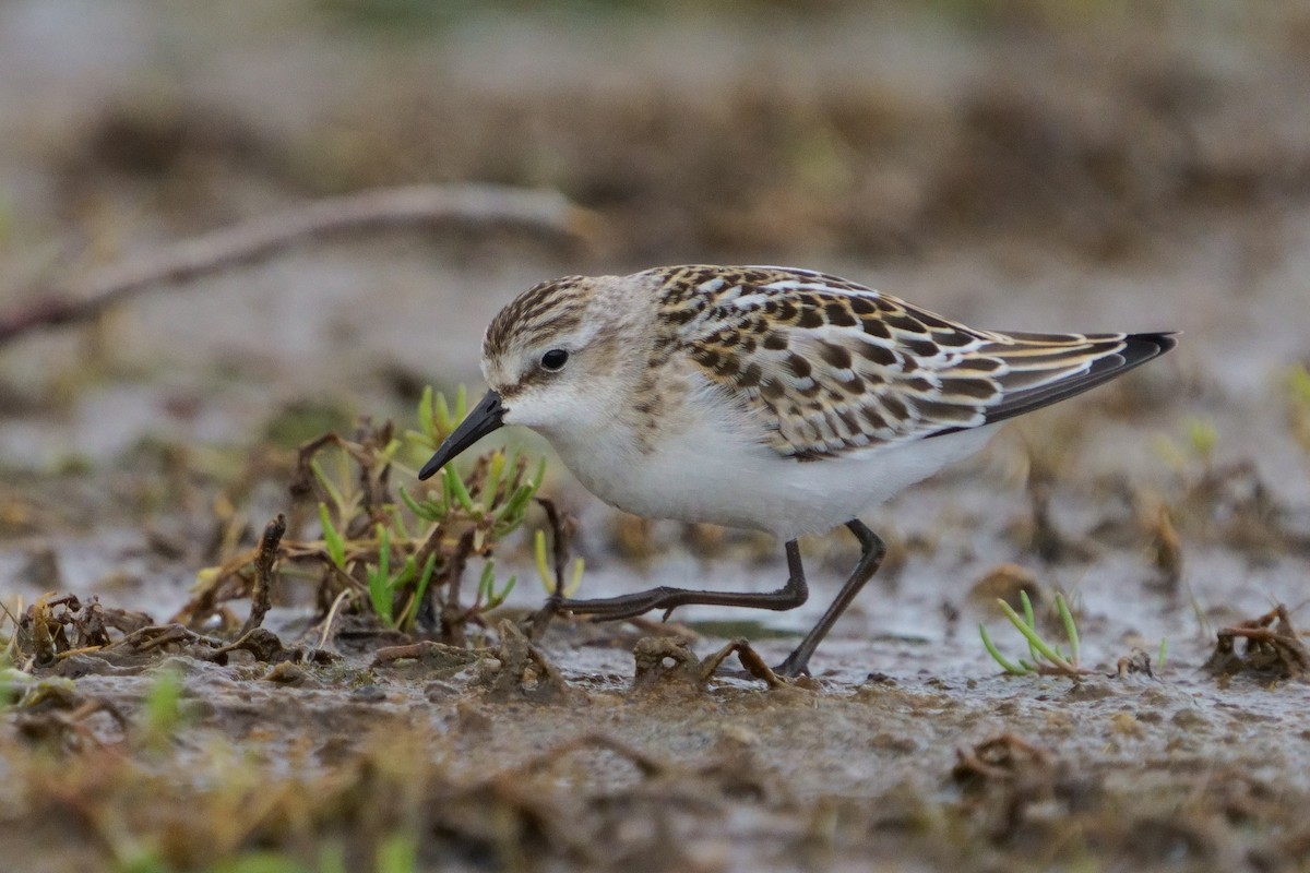 Little Stint - ML646438738