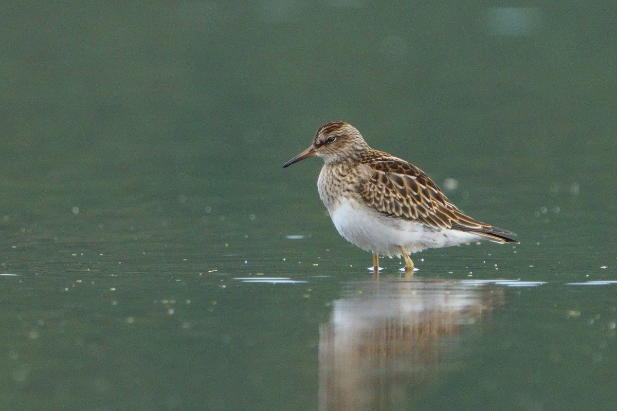 Pectoral Sandpiper - ML646438739