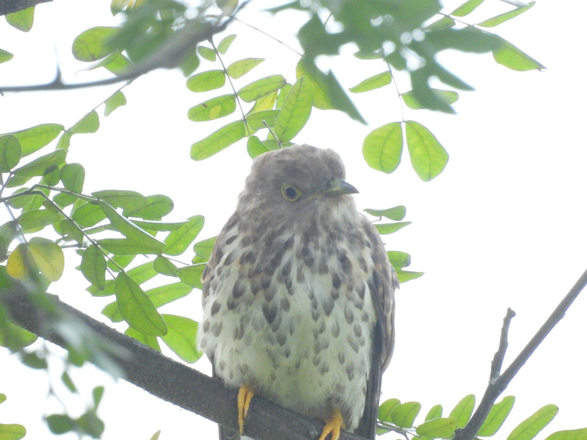 Зозуля білогорла - ML646438740