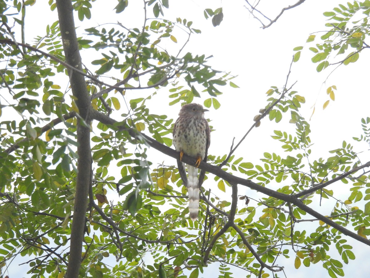 Зозуля білогорла - ML646438741