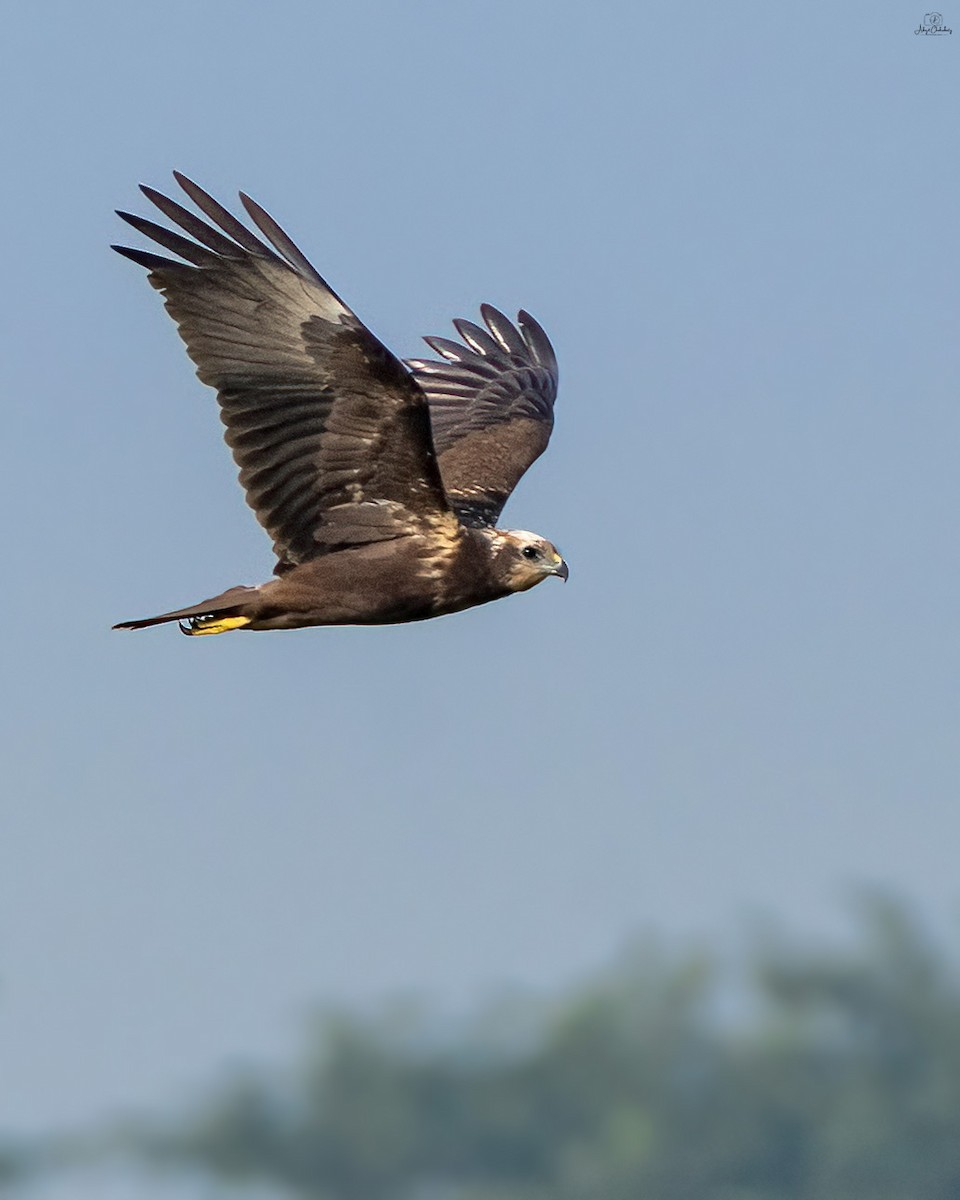 Лунь китайський - ML646438742