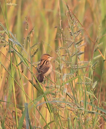 Beccamoschino - ML646438743