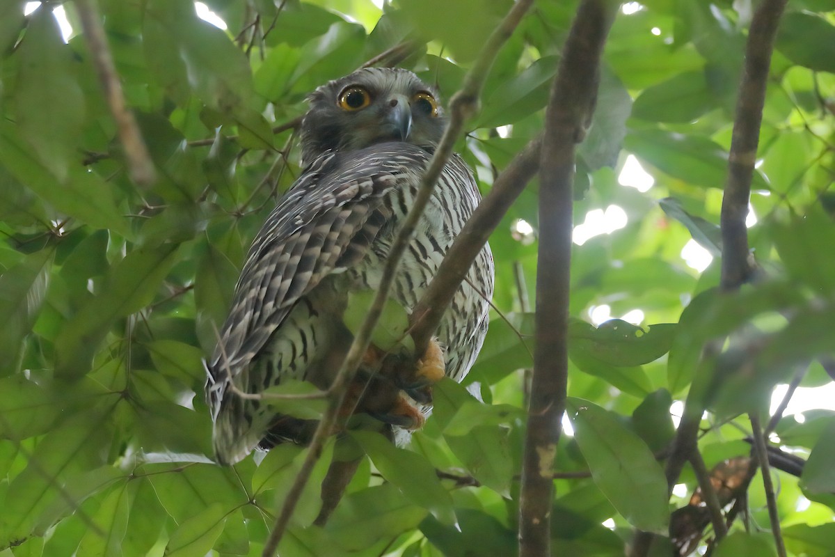 Сова-голконіг гігантська - ML646438745