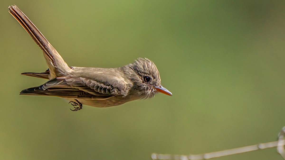 Піві великий - ML646438746