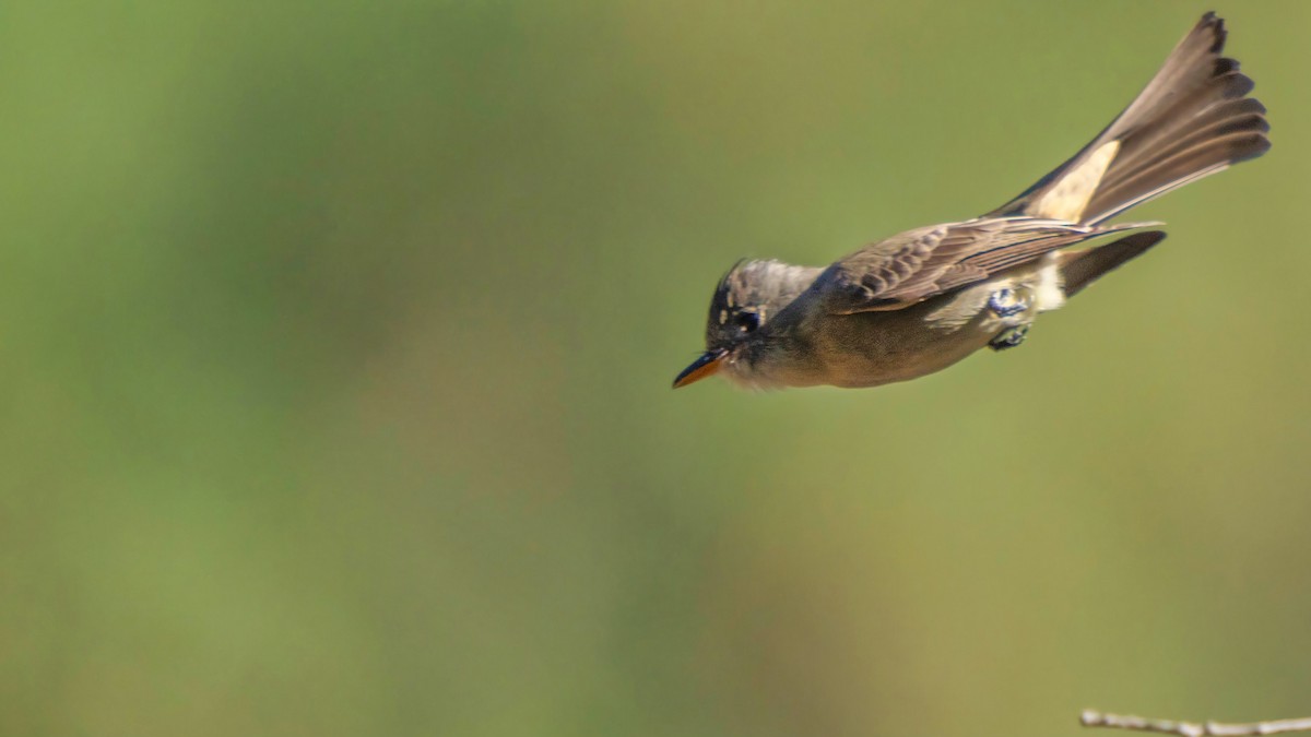 Піві великий - ML646438747