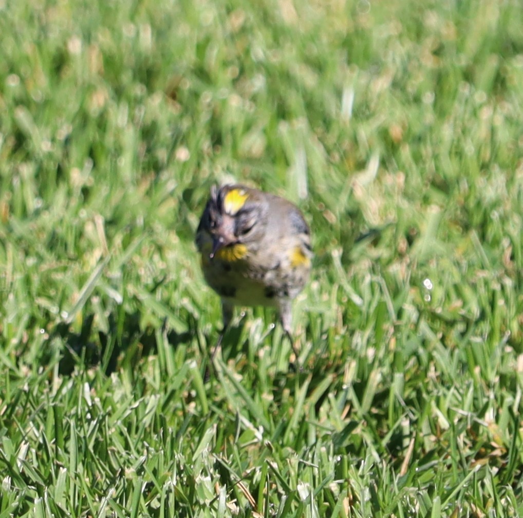 Пісняр-лісовик жовтогузий - ML646438748