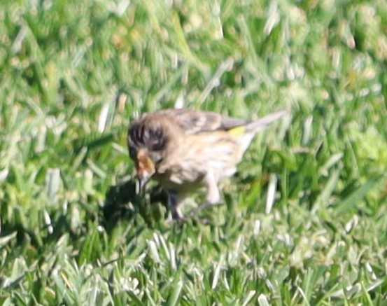 Пісняр-лісовик жовтогузий - ML646438749