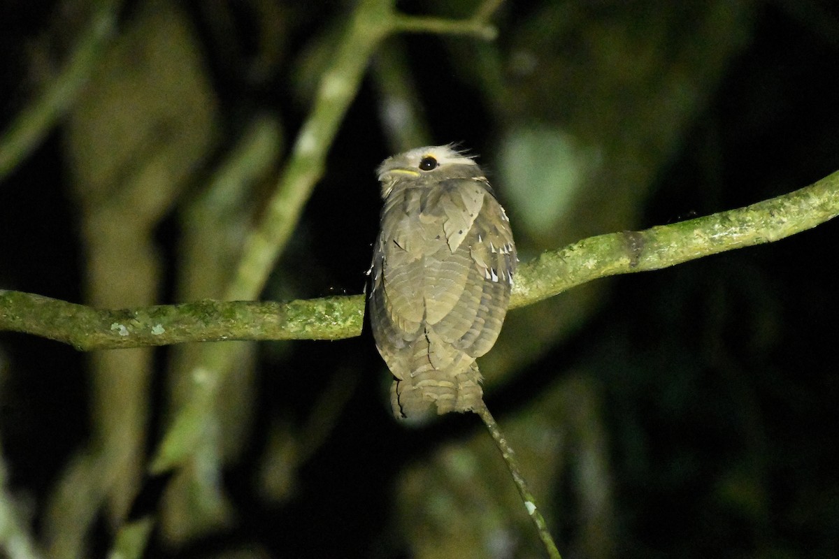 Корнудо вухатий - ML646438750