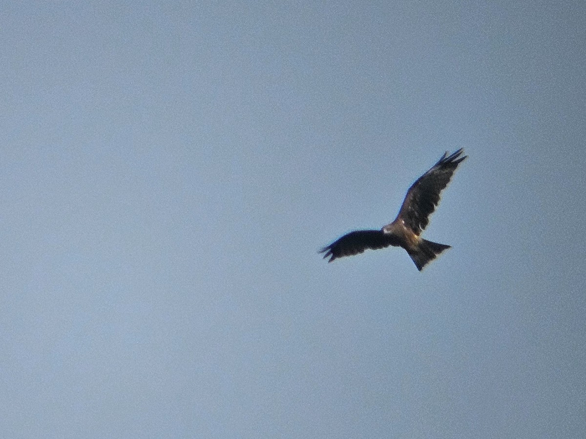 Шуліка чорний - ML646438751