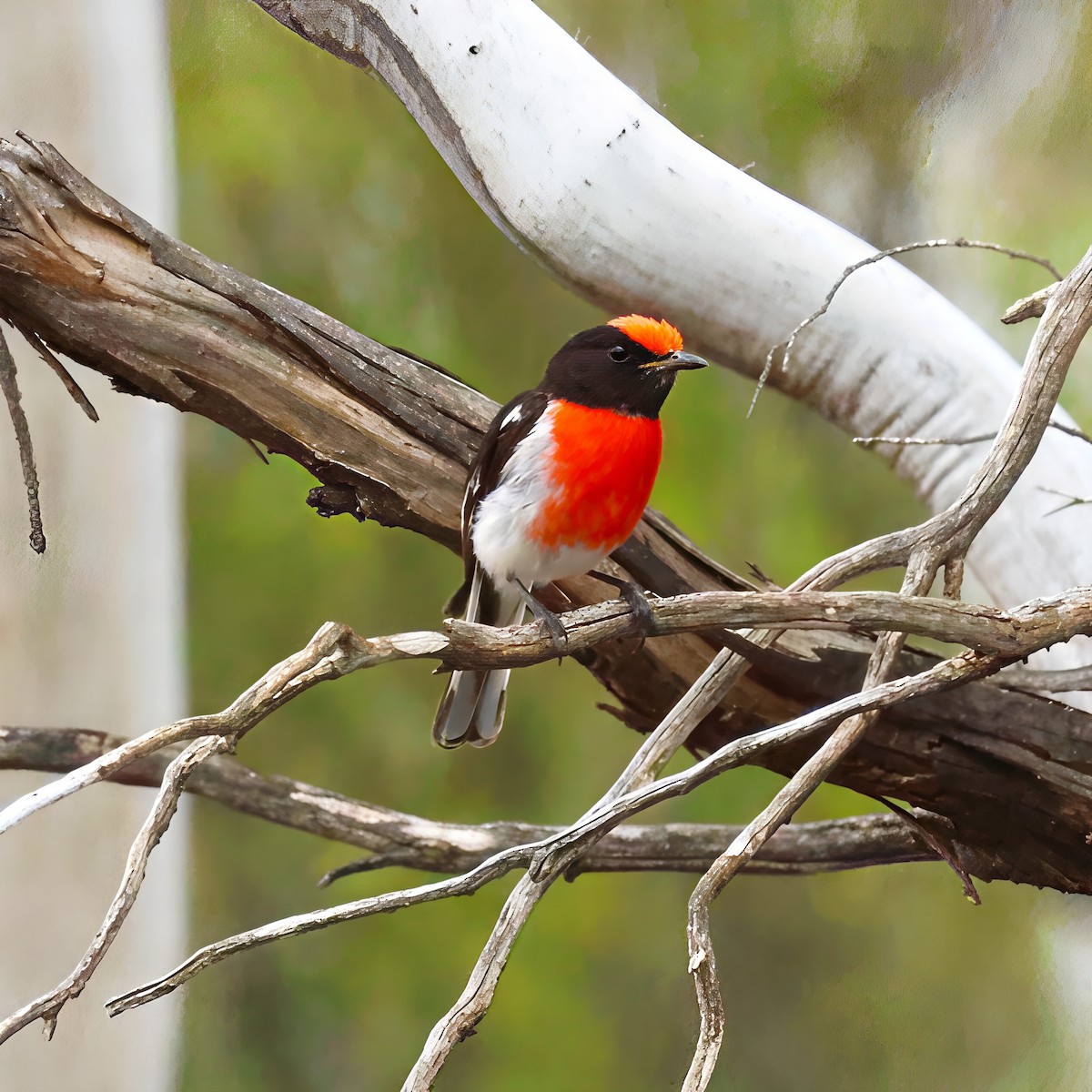 Тоутоваї червонолобий - ML646438752