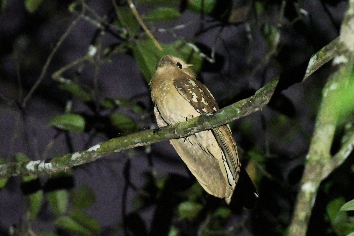 Корнудо вухатий - ML646438755