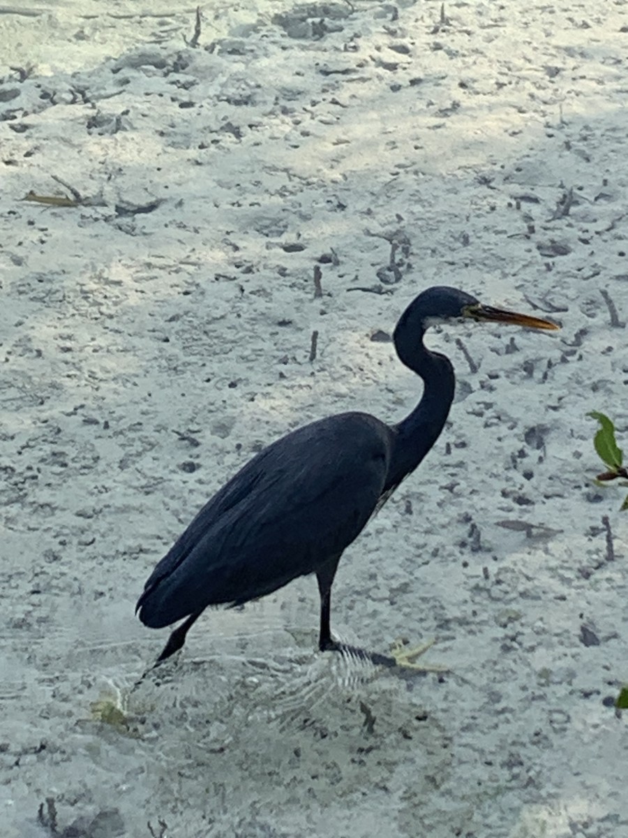 Чапля рифова - ML646438756