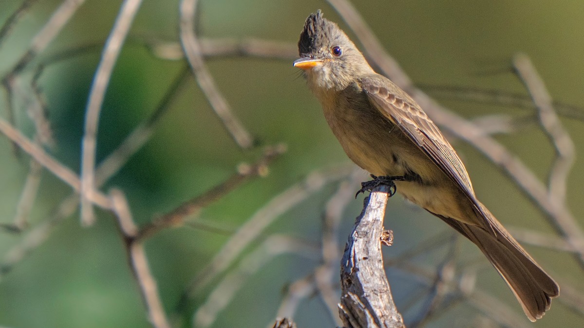 Піві великий - ML646438760