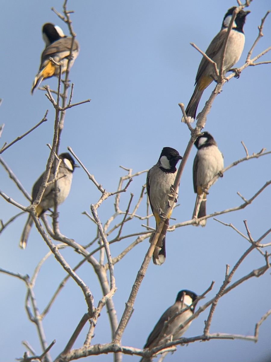 Бюльбюль рудогузий - ML646438761