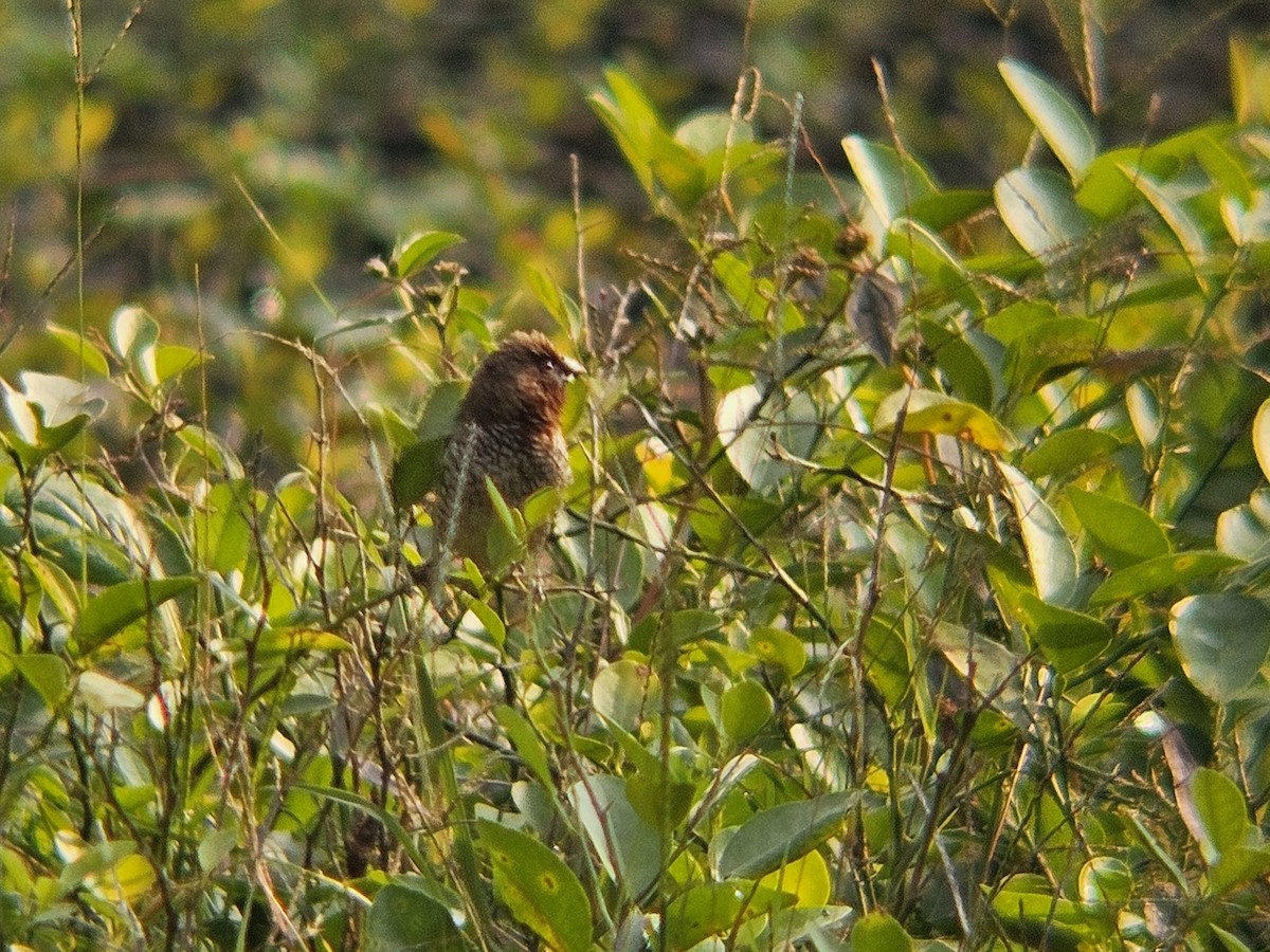Мунія іржаста - ML646438762