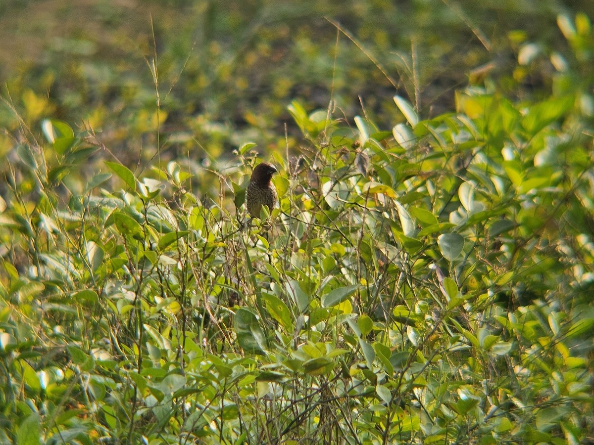 Мунія іржаста - ML646438763