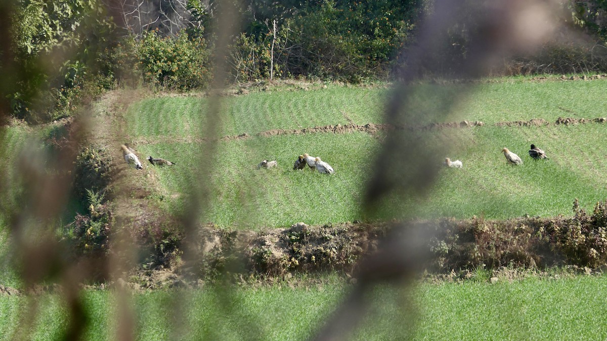 Percnoptère d'Égypte - ML646438764