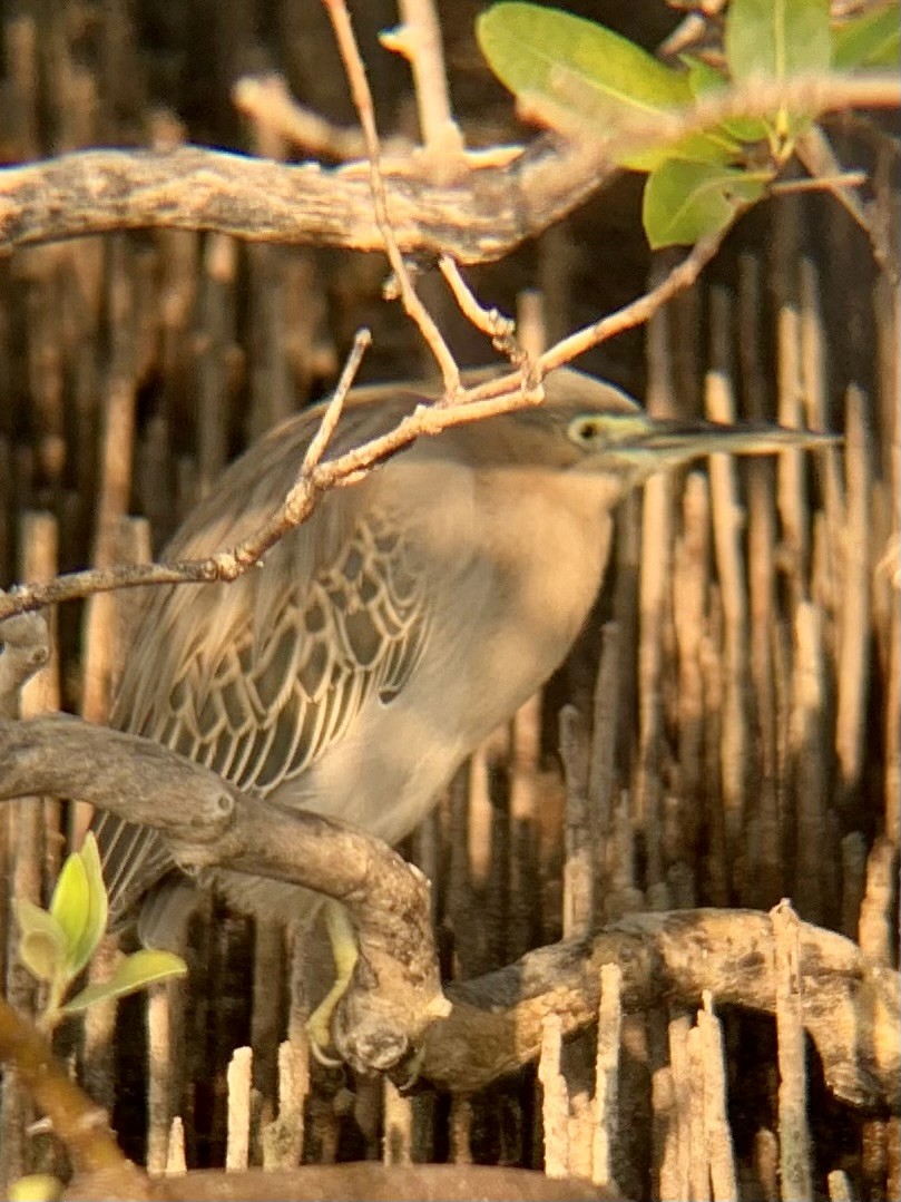 Little Heron - ML646438765