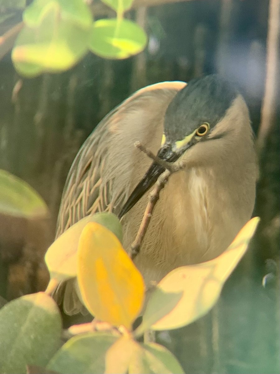 Little Heron - ML646438766