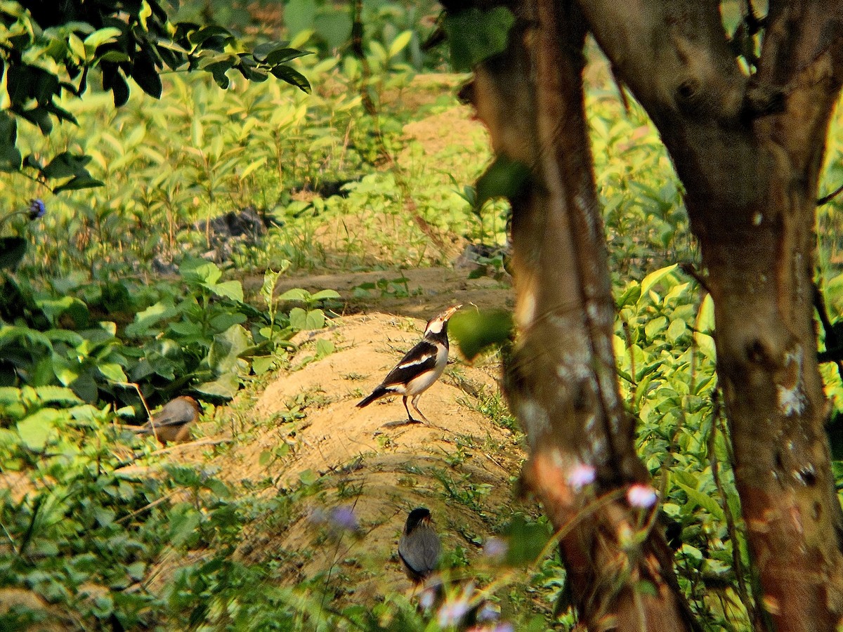 špaček indický - ML646438767