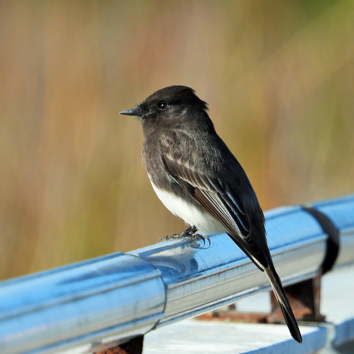 Black Phoebe - ML646438768