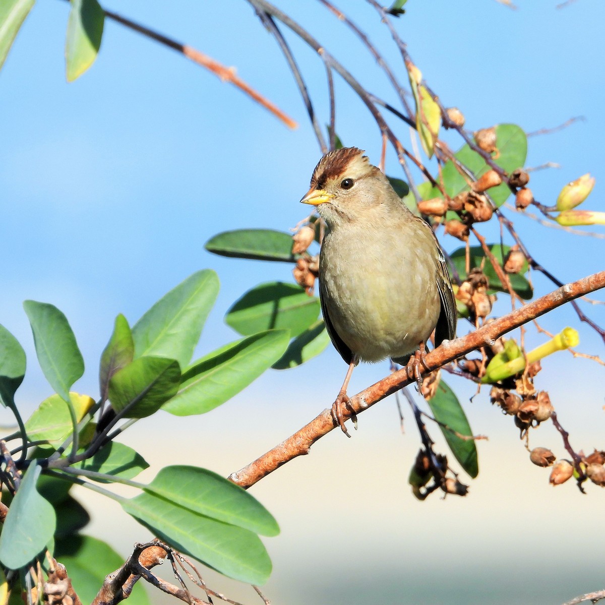White-crowned Sparrow - ML646438769