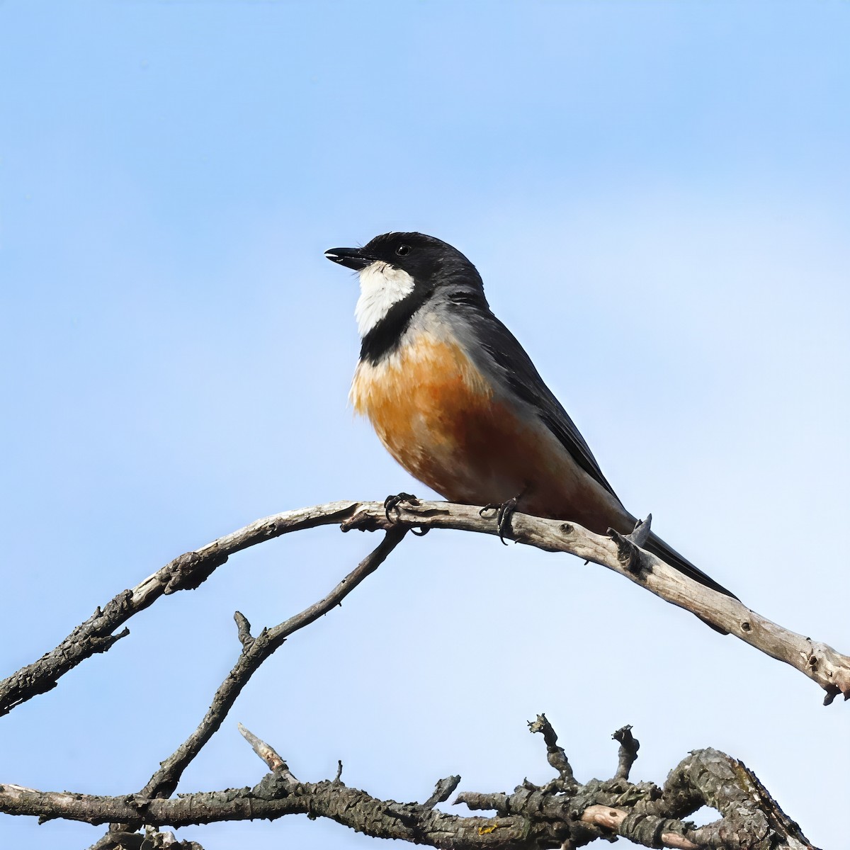 Rufous Whistler - ML646438770