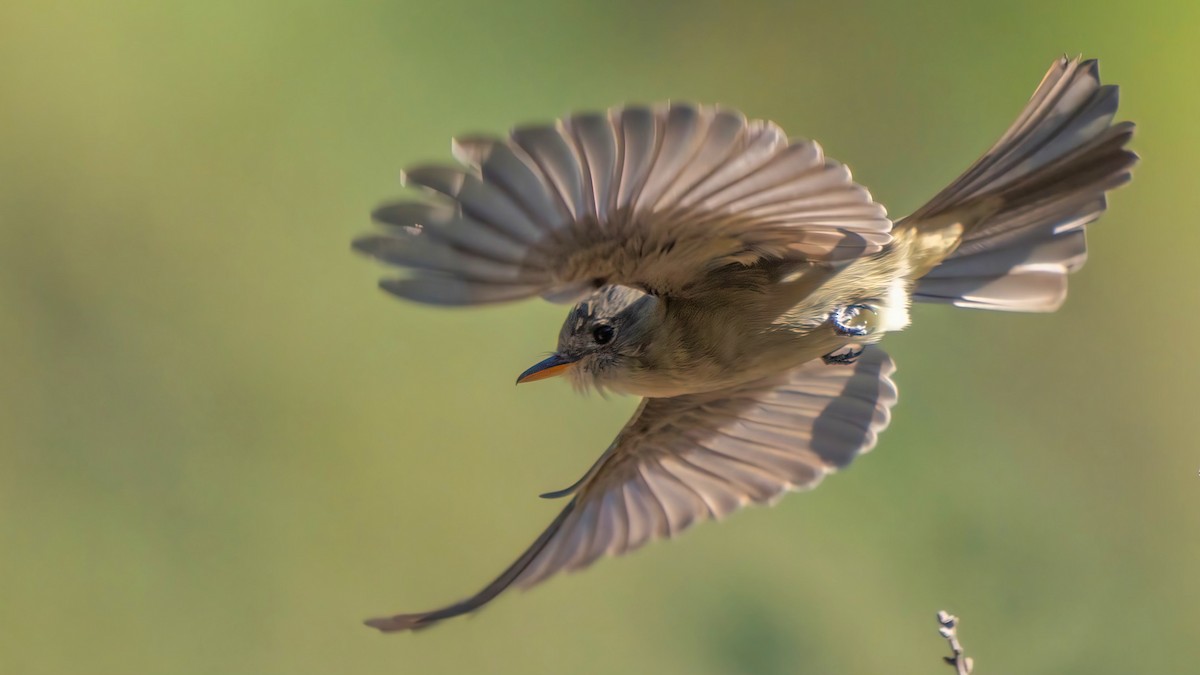 メキシコヒタキモドキ - ML646438771