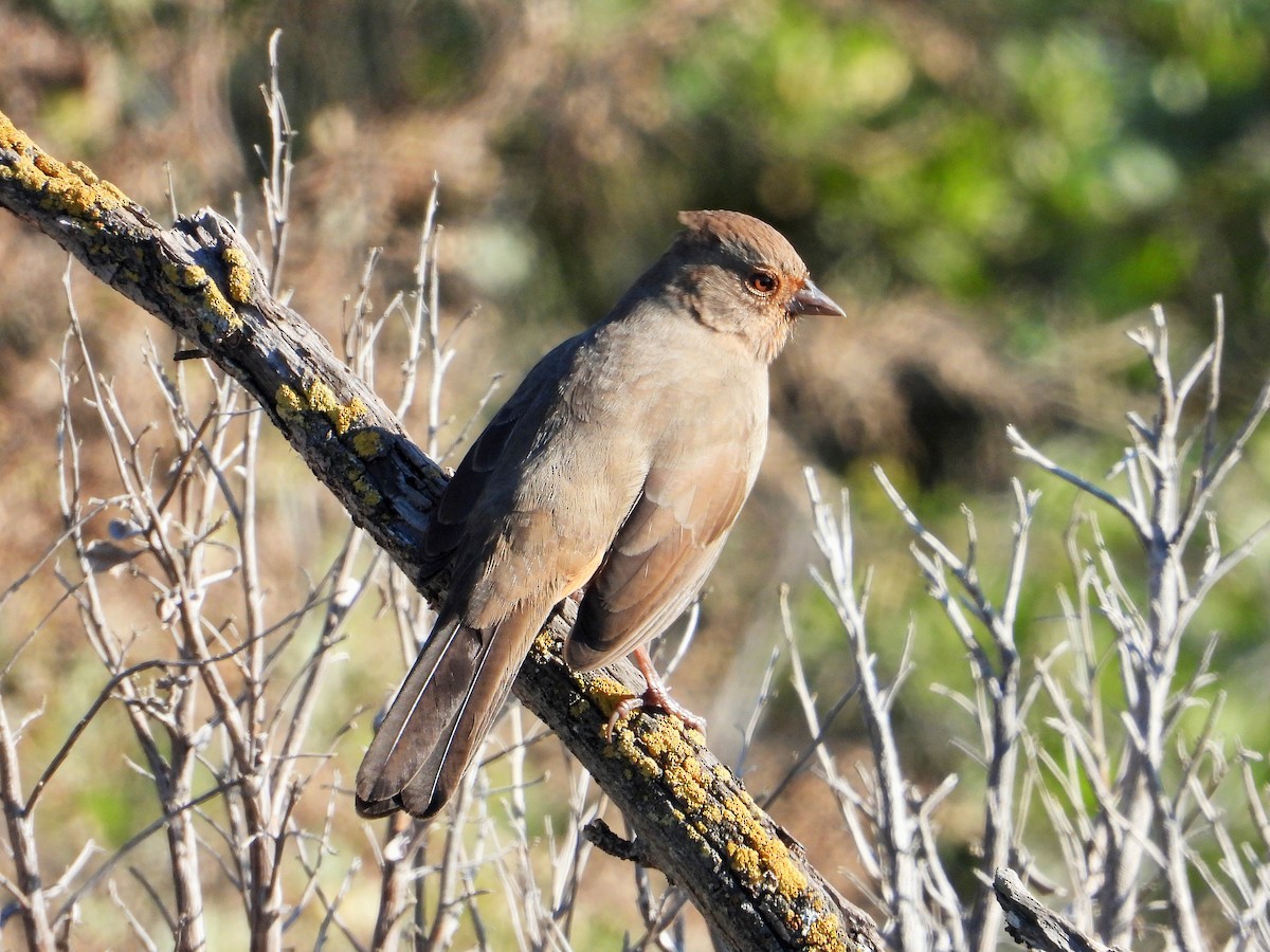 California Towhee - ML646438772