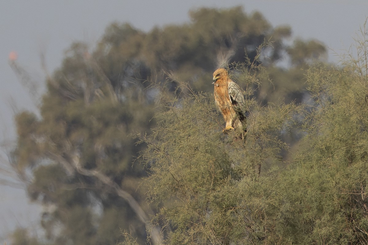 Greater Spotted Eagle - ML646438773