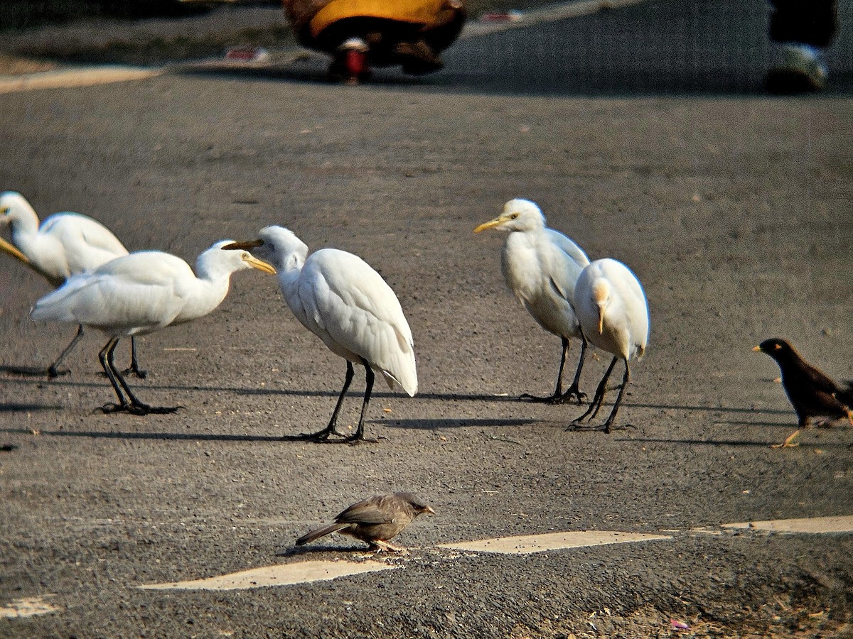 volavka dobytčí - ML646438774