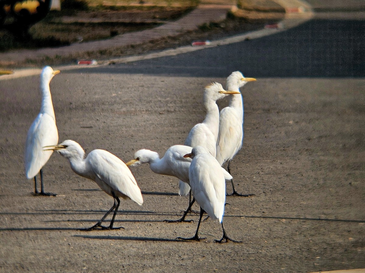 volavka dobytčí - ML646438775