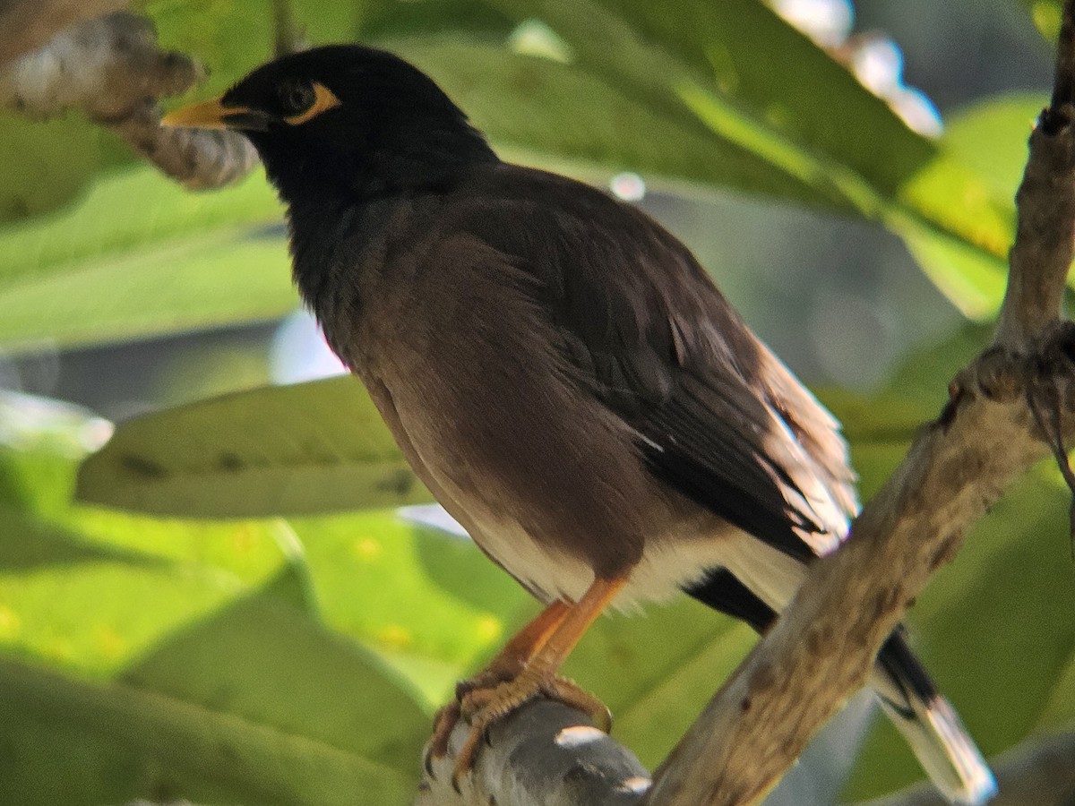 majna obecná - ML646438776