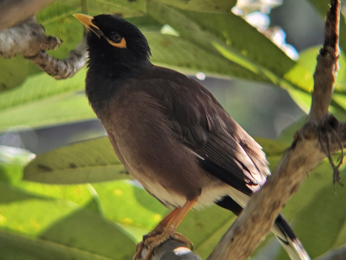 majna obecná - ML646438777