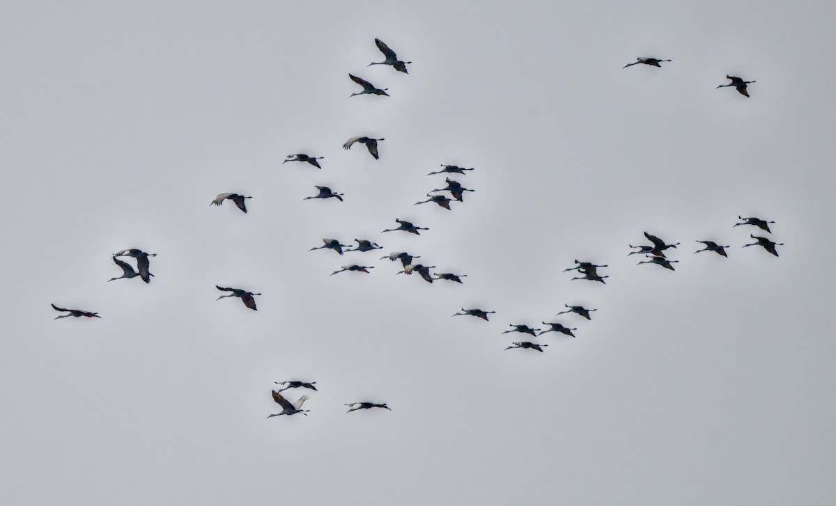 Sandhill Crane - ML646438778