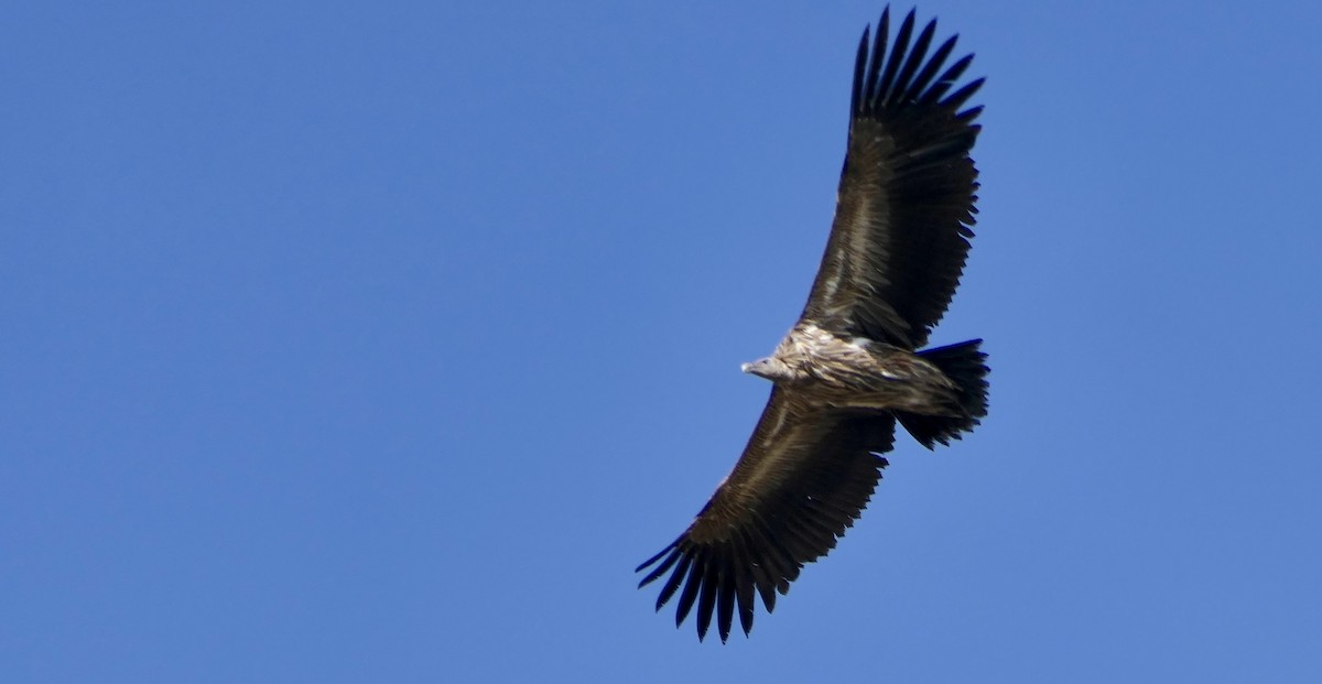 Vautour de l'Himalaya - ML646438779