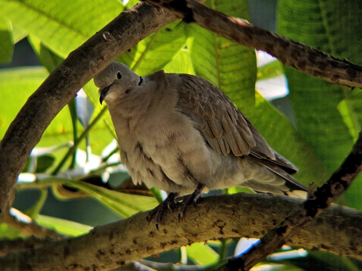 hrdlička zahradní - ML646438781