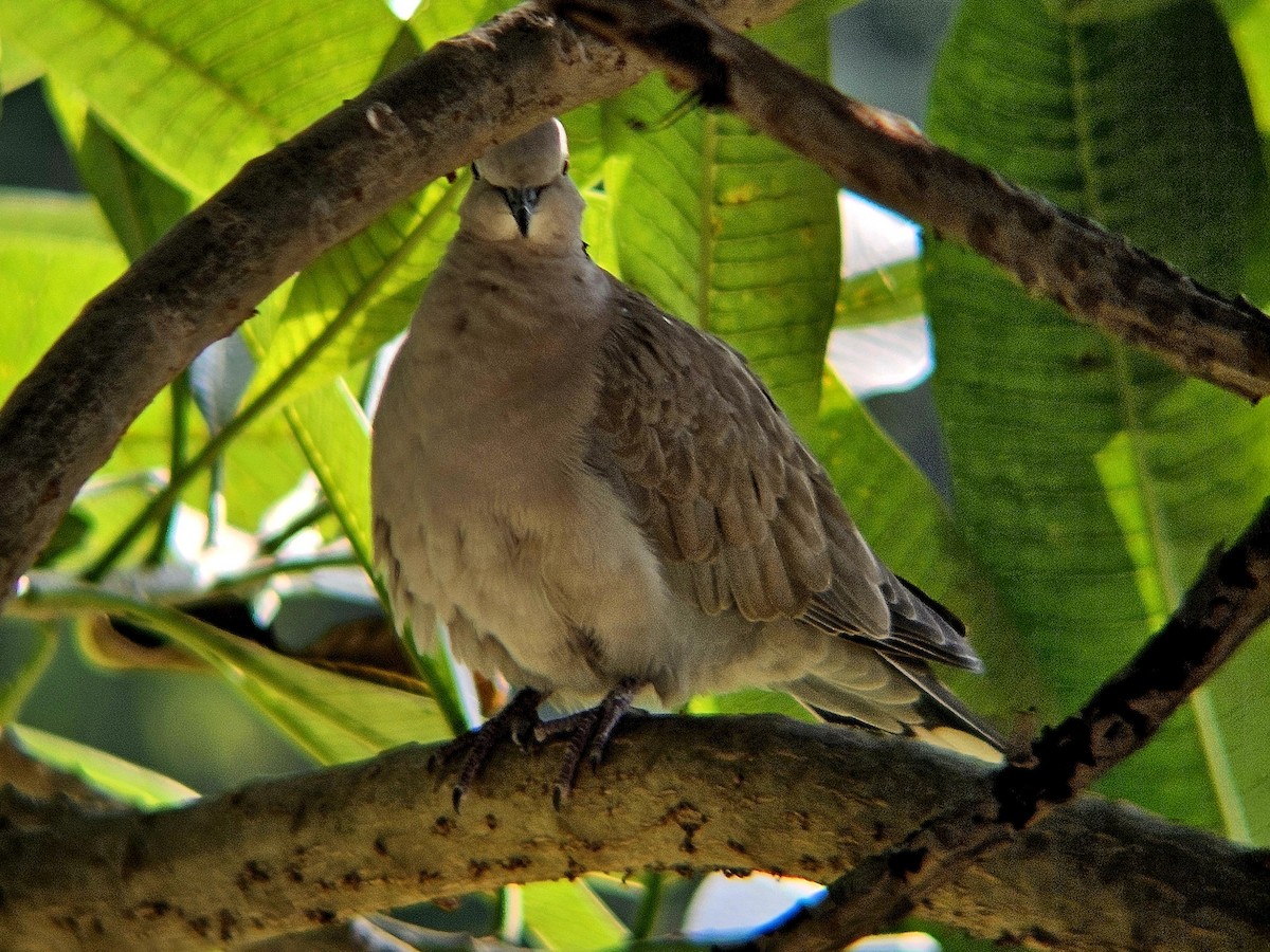 hrdlička zahradní - ML646438782