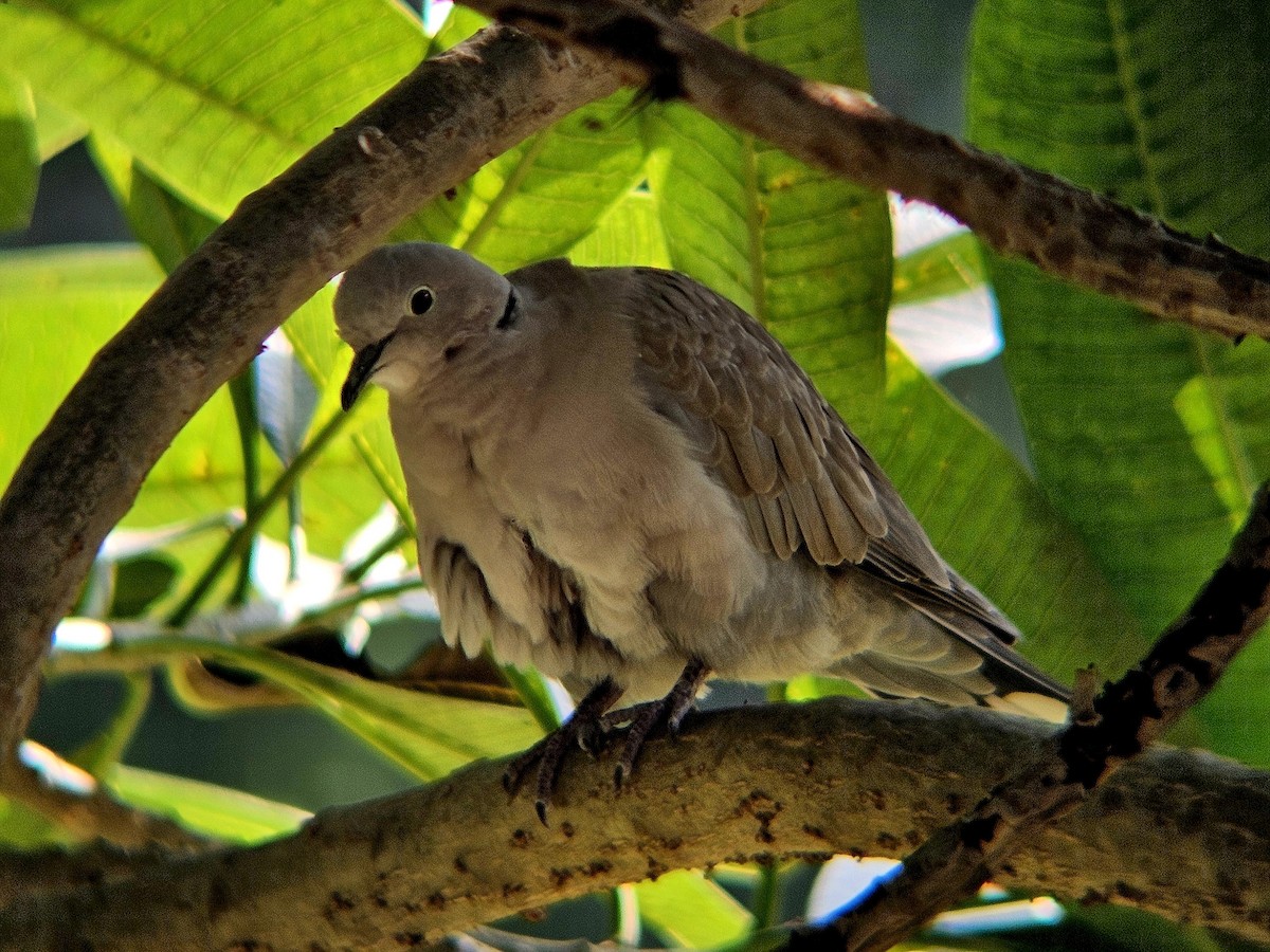 hrdlička zahradní - ML646438783