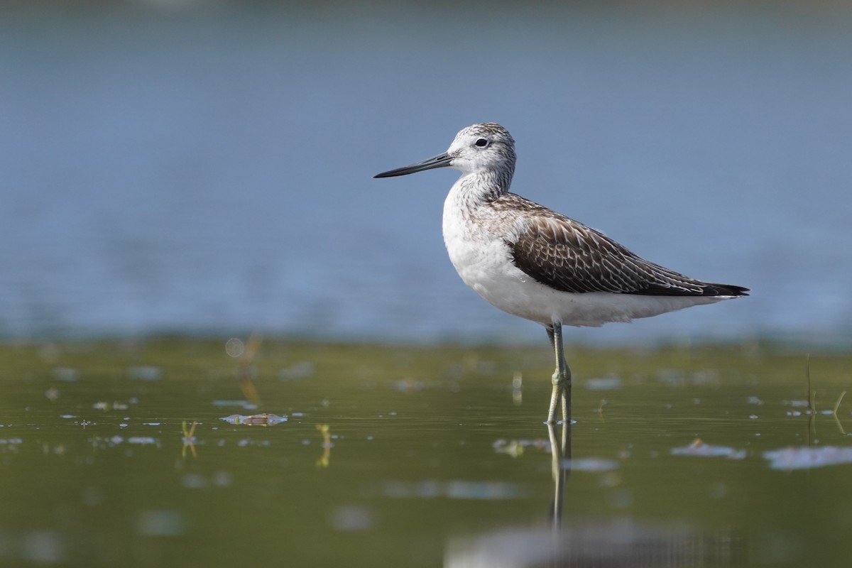 Common Greenshank - ML646438784