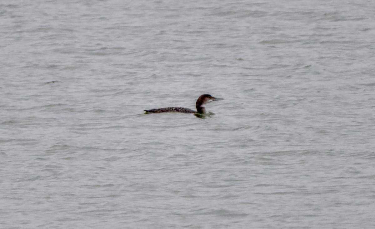 Common Loon - ML646438785