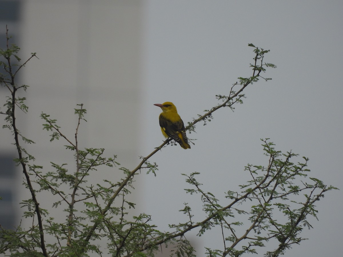 Indian Golden Oriole - ML646438786