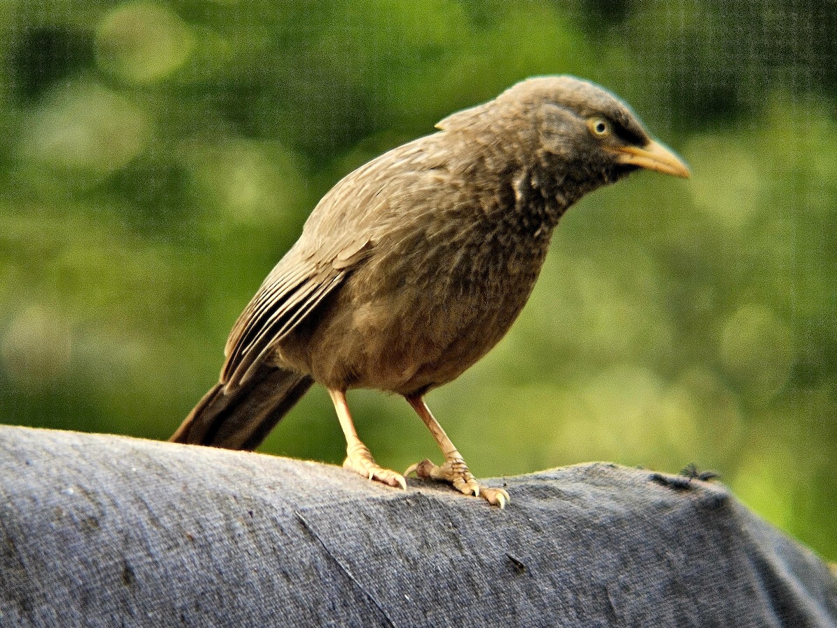 Jungle Babbler - ML646438787