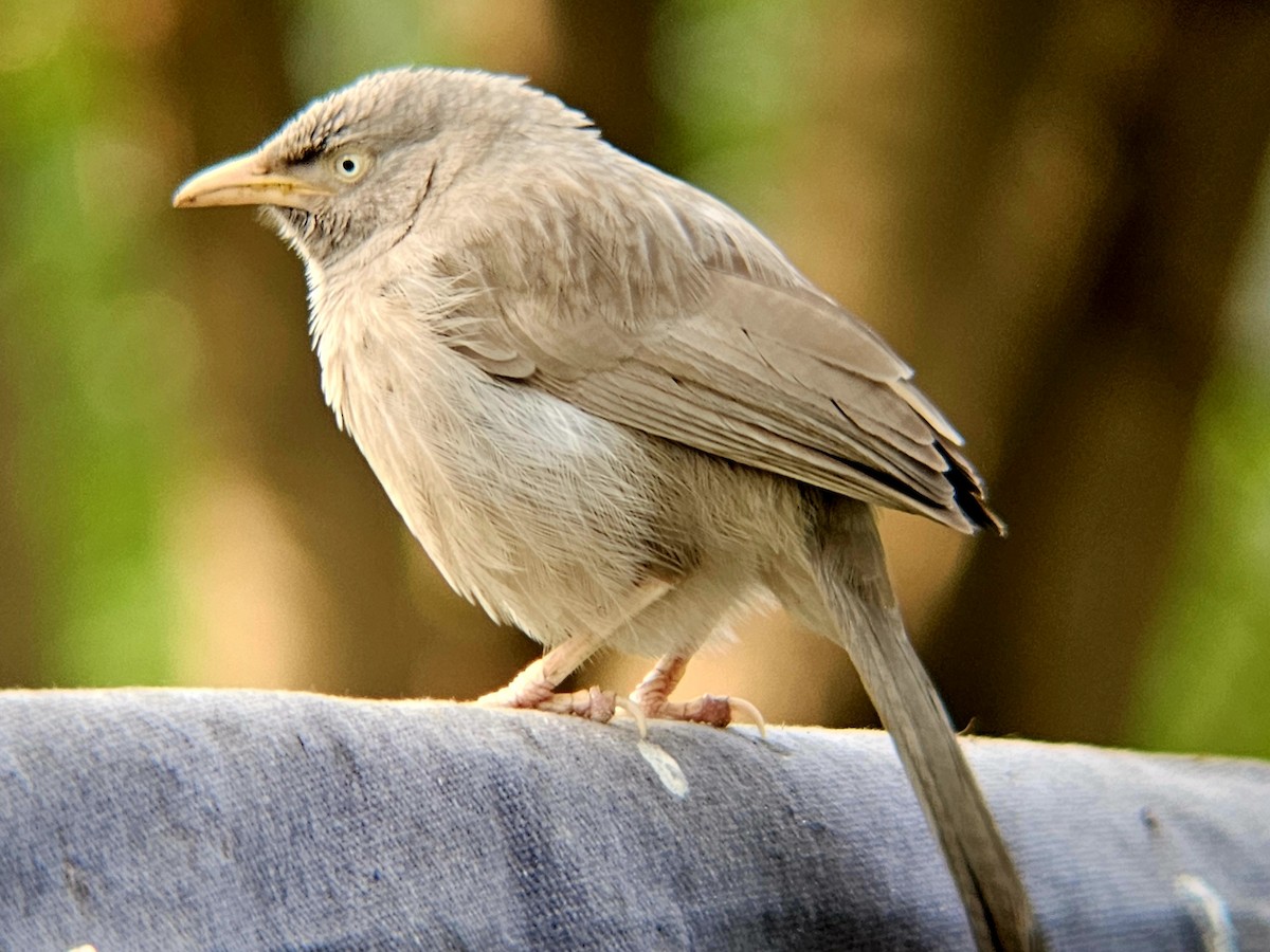 Jungle Babbler - ML646438788